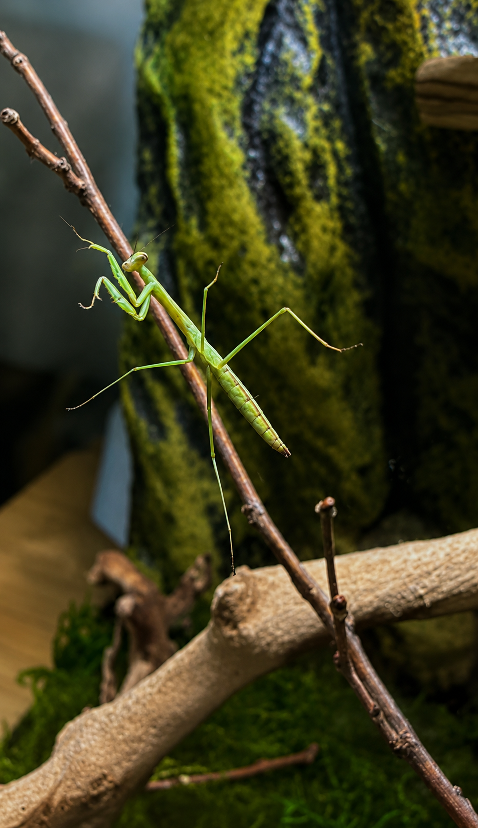 Juniper, photographed on her preferred willow branch