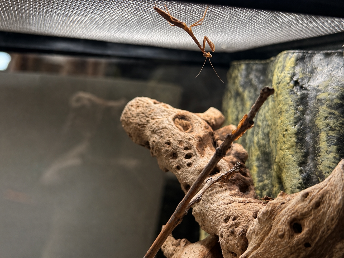 A mantis on the mesh ceiling of her enclosure at dawn