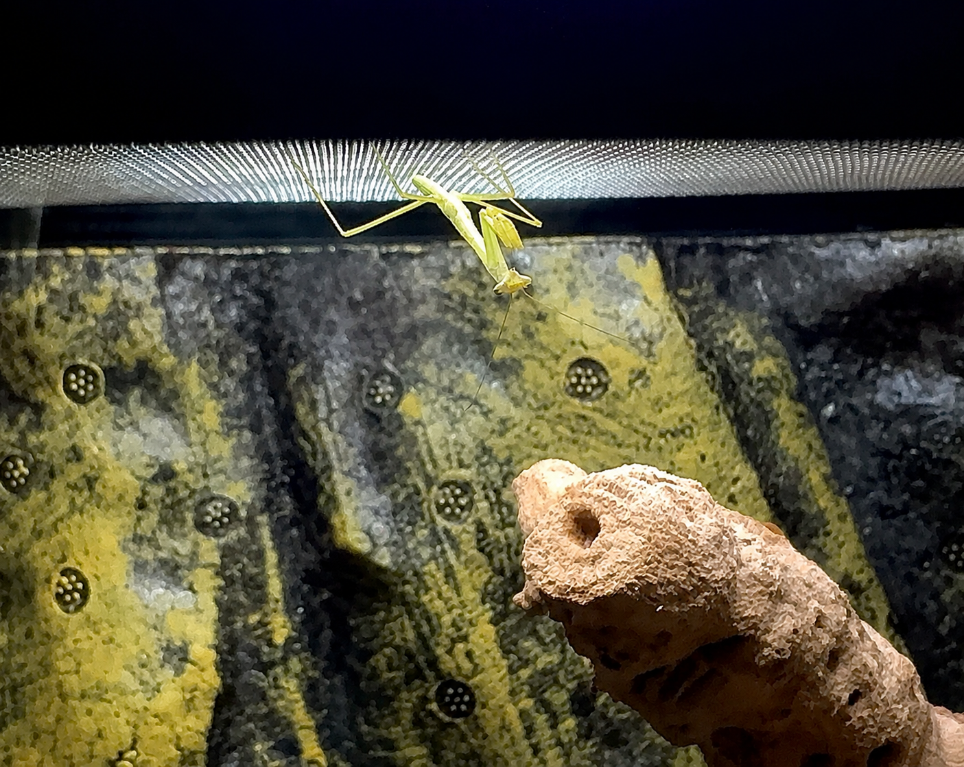 Lord Voldemantis, the surviving brother, on the mesh